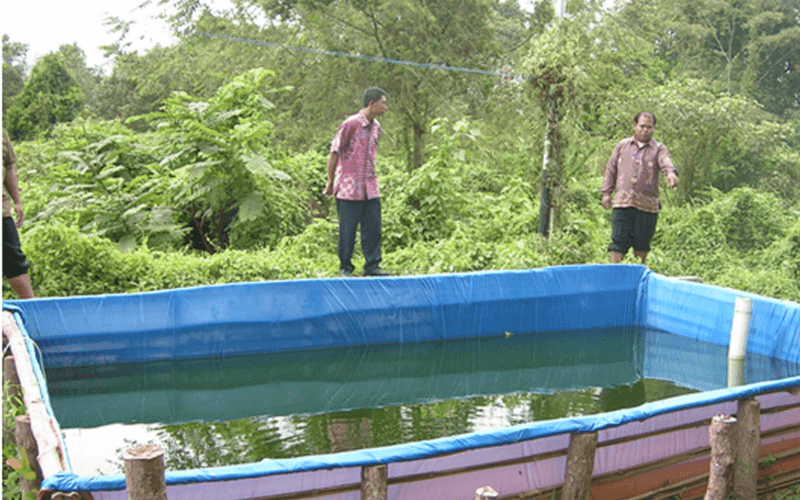 budidaya ikan lele di kolam terpal