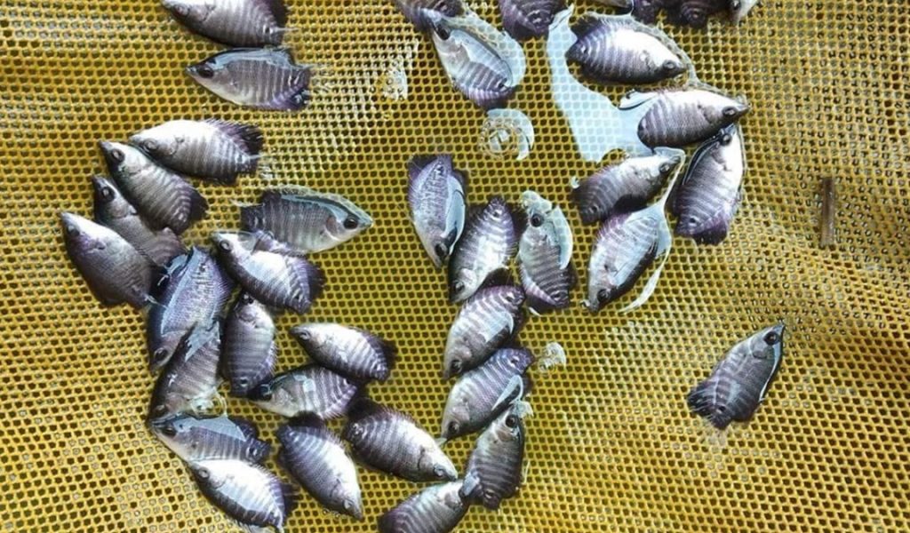 budidaya bibit ikan gurame