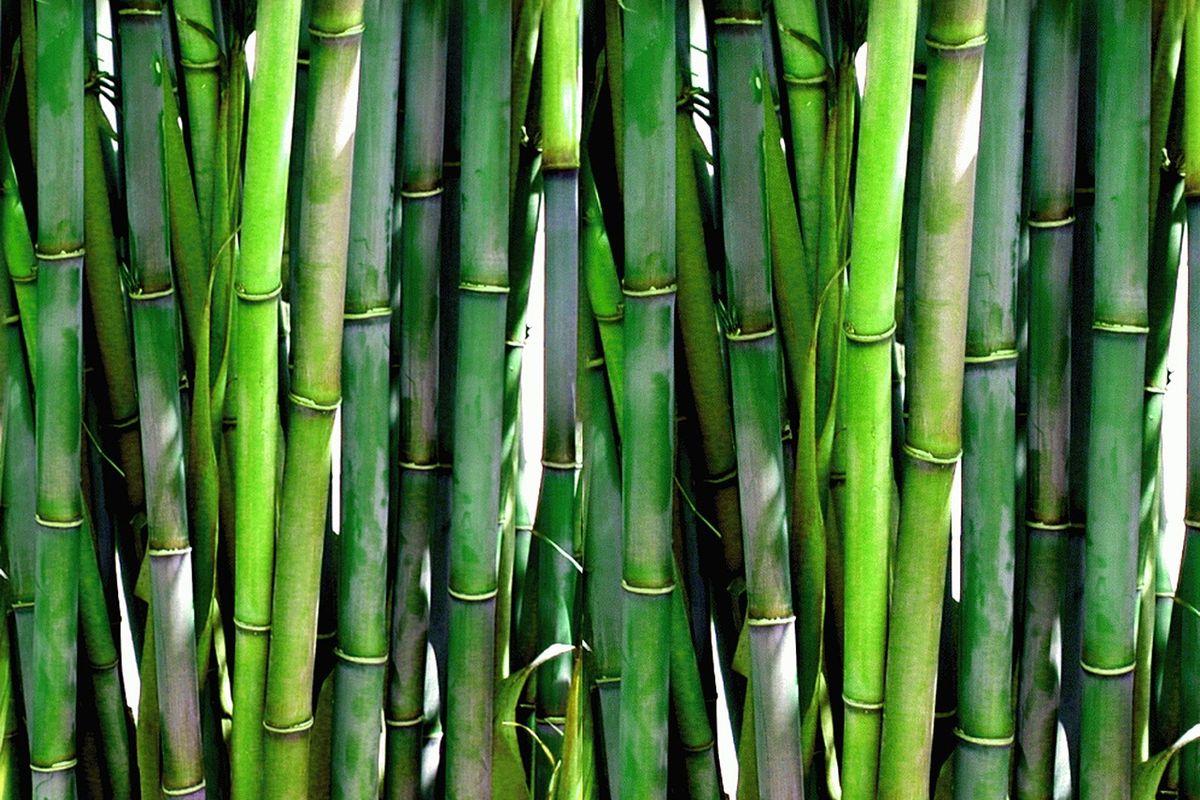 cara membelah bambu supaya lurus