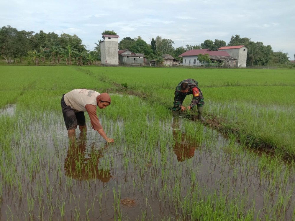 teknik menanam padi tradisional