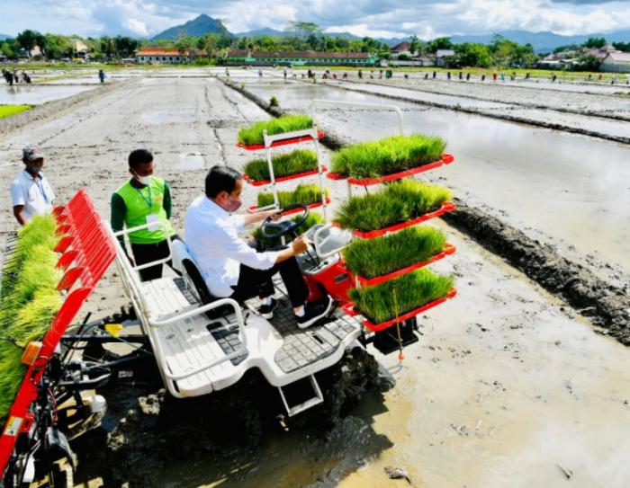 teknik menanam padi modern