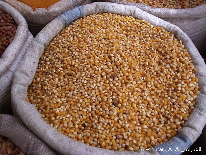 Tips Bisnis Jagung Pakan Ternak