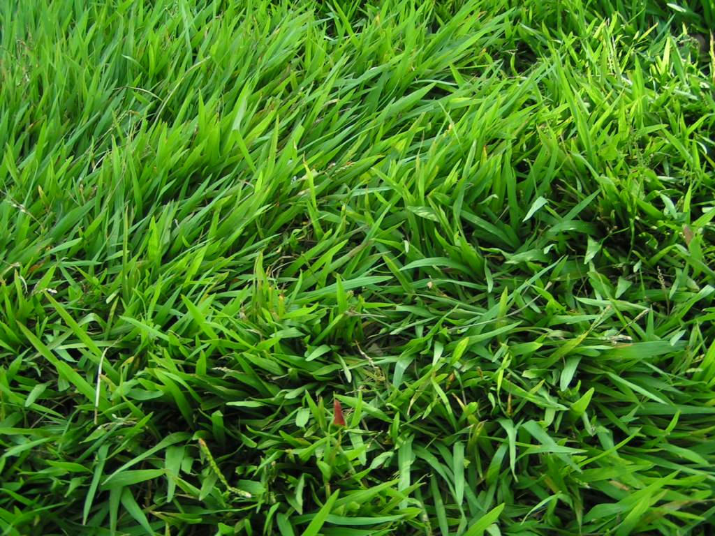 jenis rumput terbaik