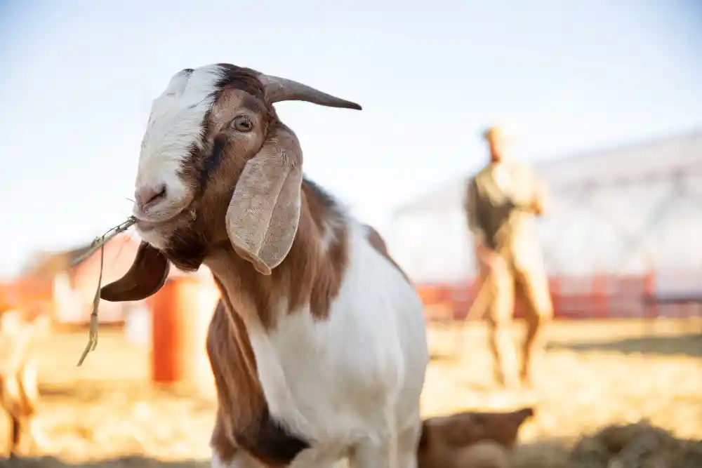 usaha ternak kambing