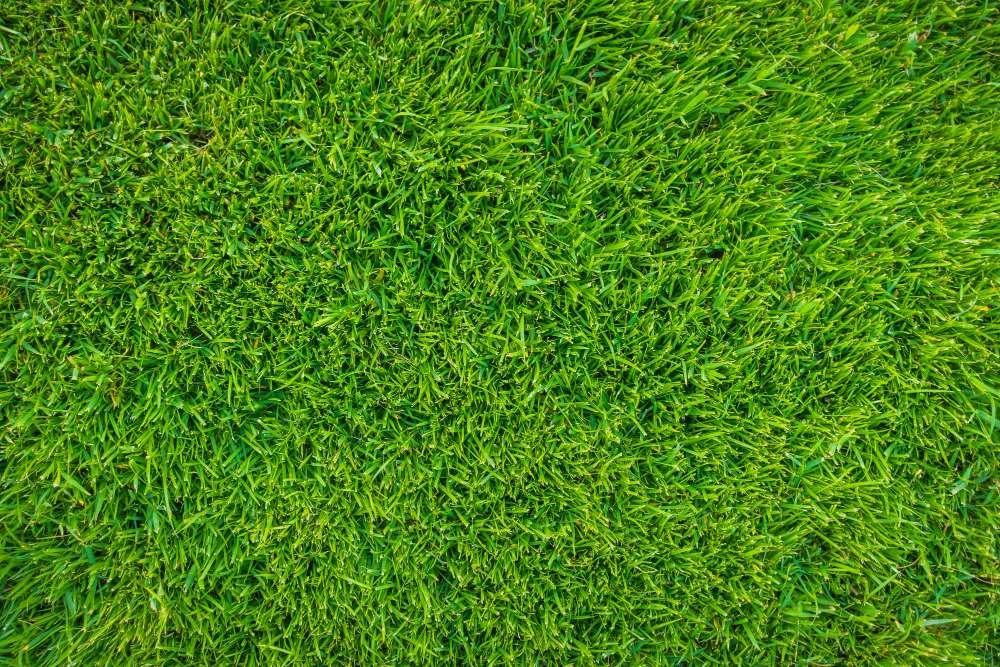 Manfaat Mesin Pencacah Rumput