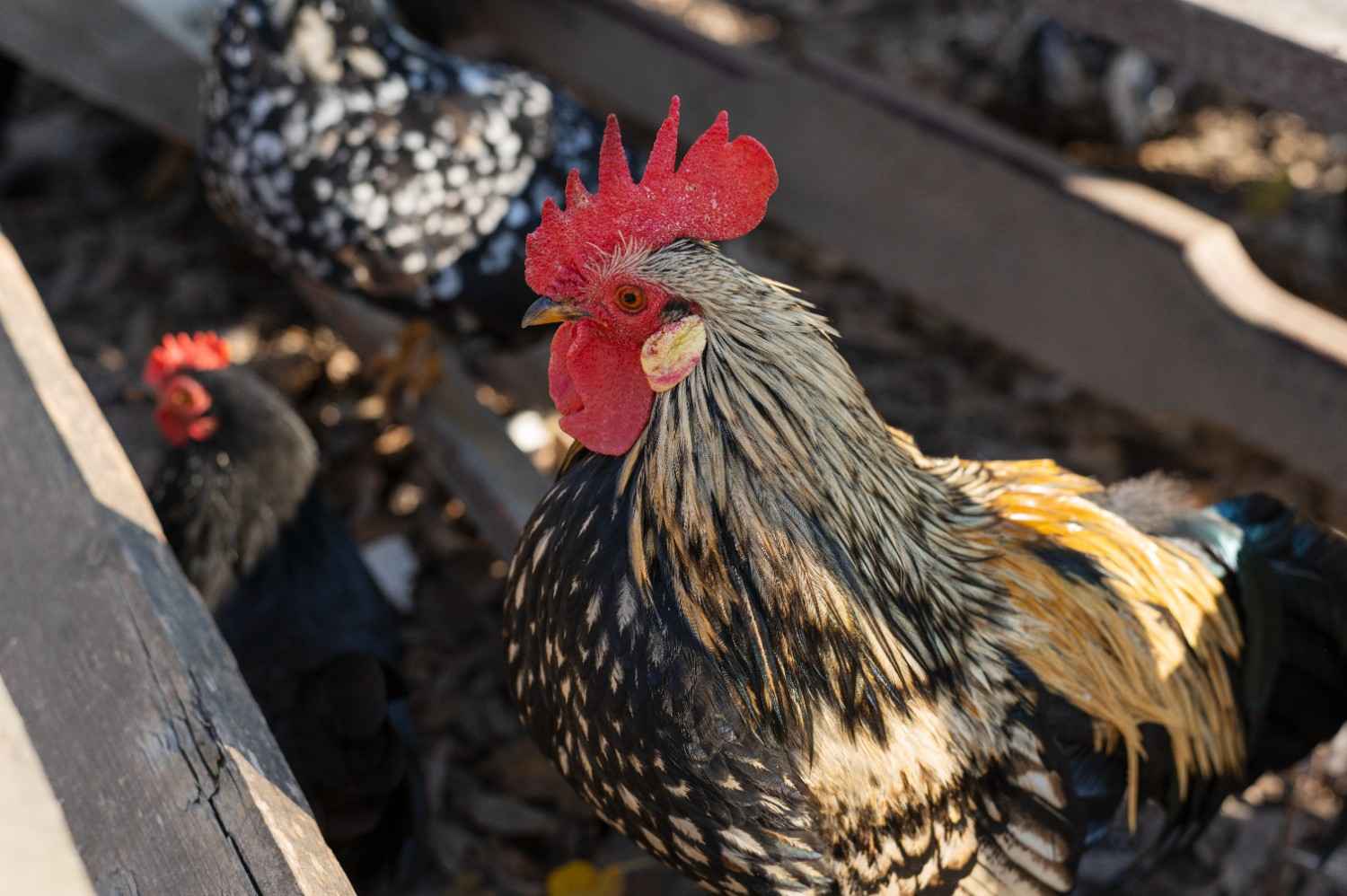 Tujuan Mesin Pencabut Bulu Ayam