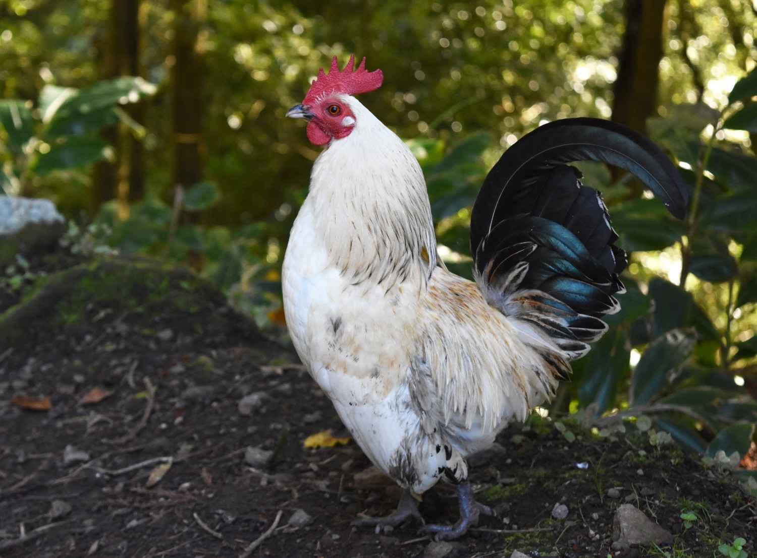 Prinsip Kerja Mesin Bubut Bulu Ayam