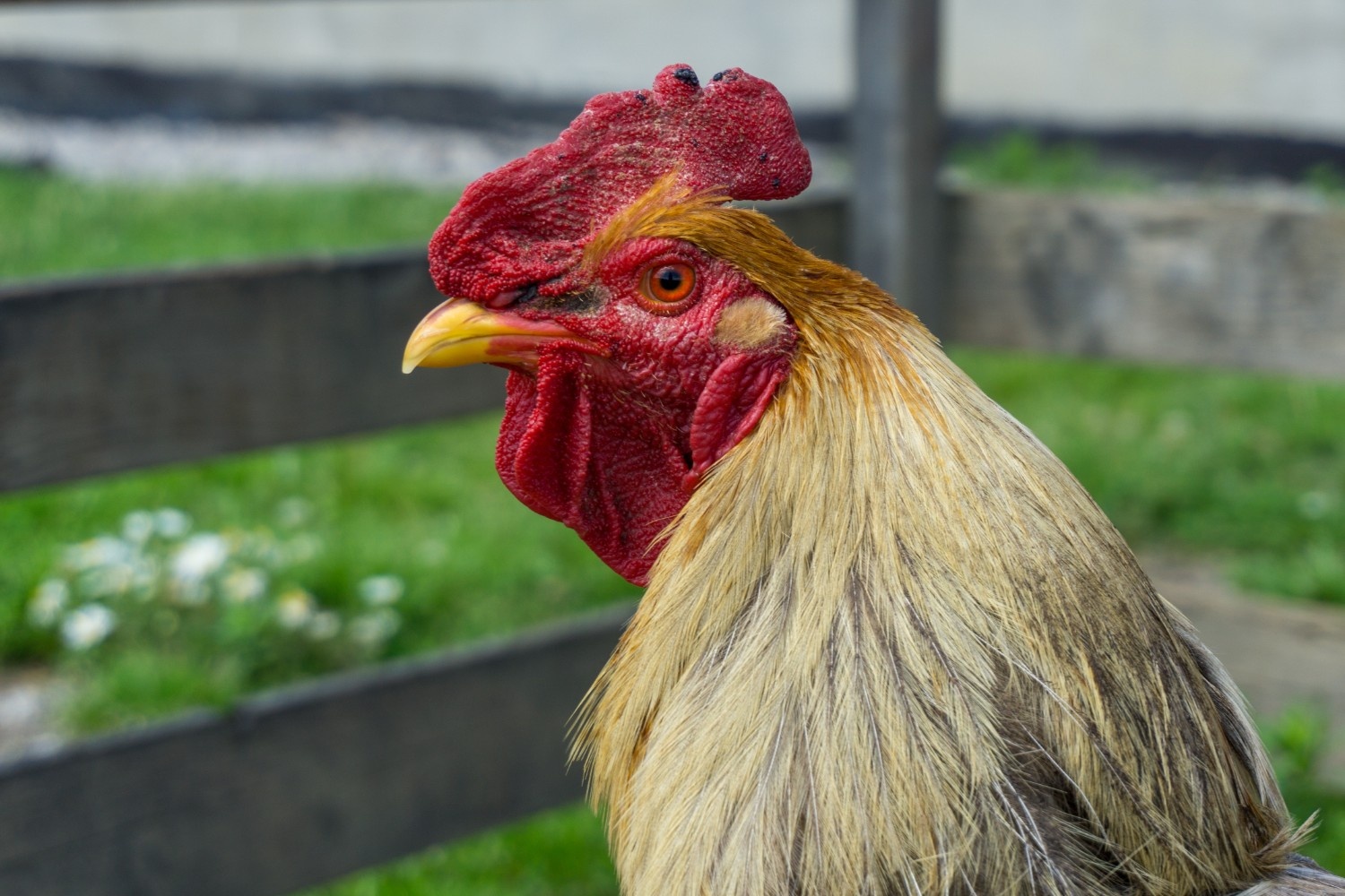 proses pembersihan bulu ayam