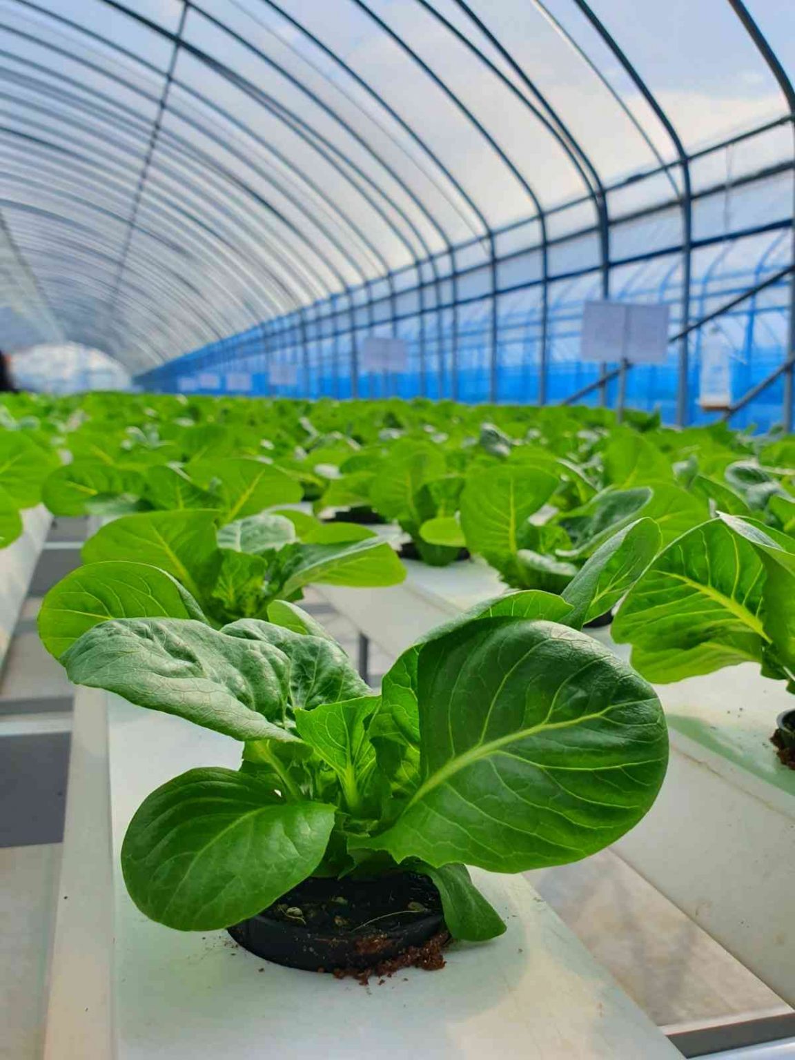 keuntungan usaha greenhouse sayuran