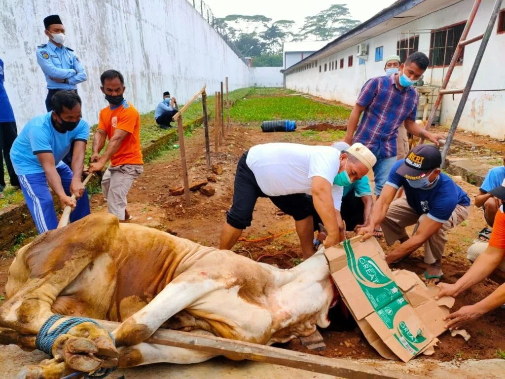 Cara Mengikat Sapi Kurban Benar