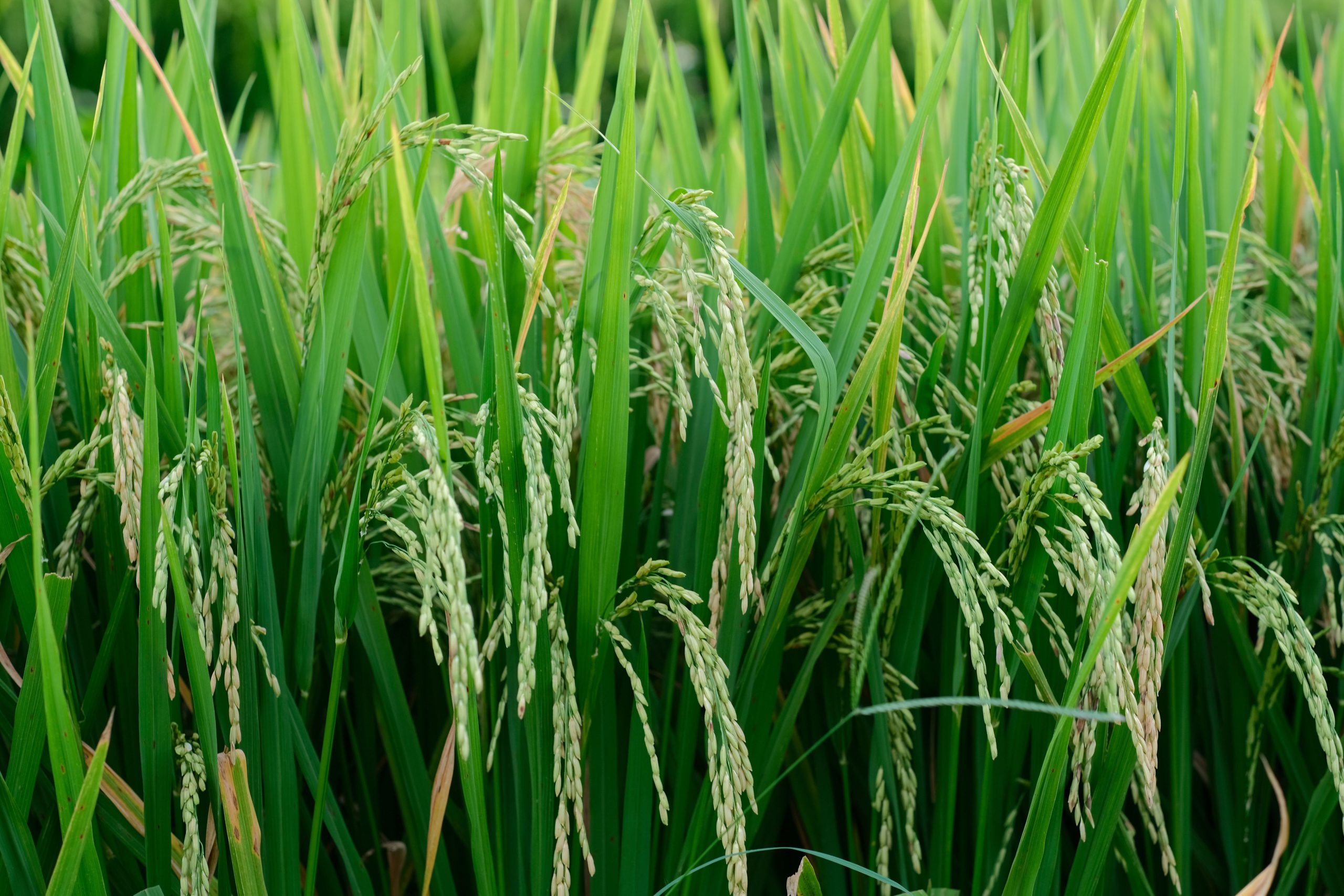 cara mengatasi wabah tikus di sawah
