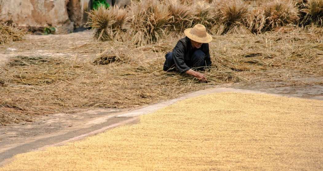 cara mengeringkan gabah saat musim hujan
