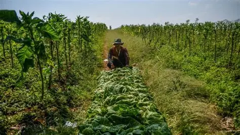 cara mengolah daun tembakau setelah panen