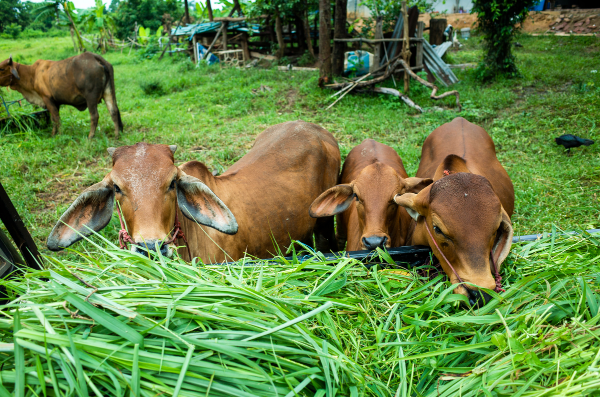 cara mencacah rumput agar mudah dicerna oleh hewan ternak