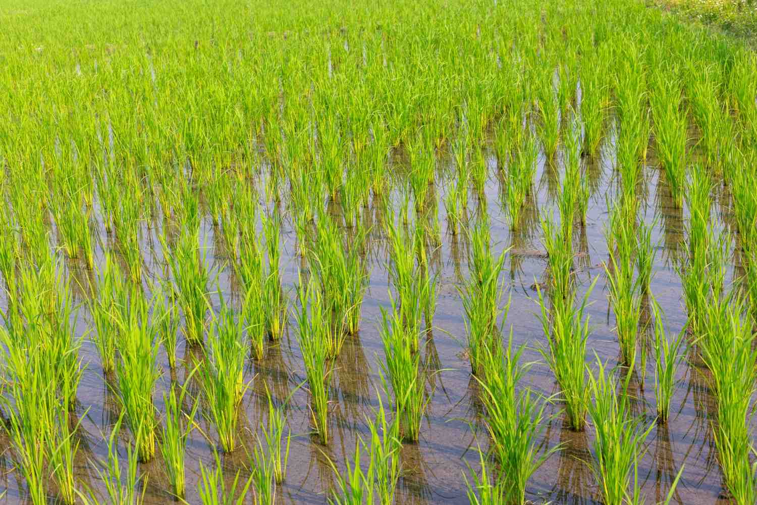 tips memilih mesin tanam padi sesuai lahan