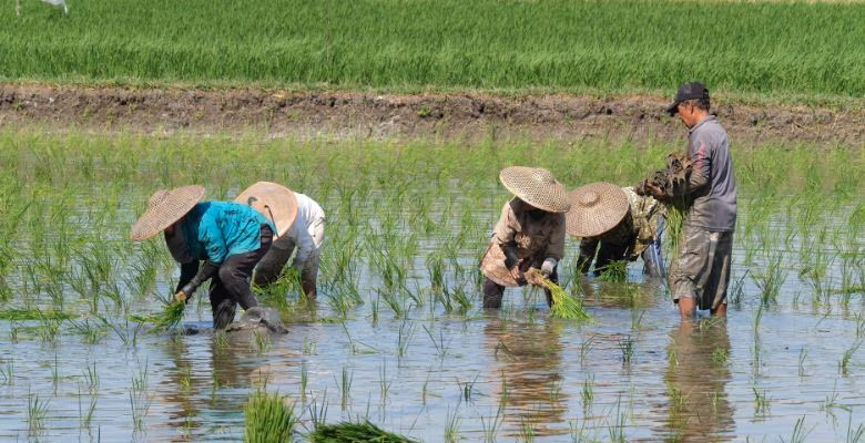 solusi penanaman padi lebih cepat dan rapi