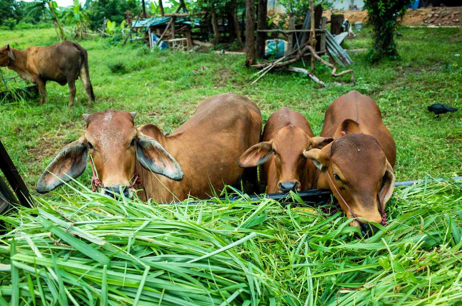 cara mencacah rumput untuk pakan ternak
