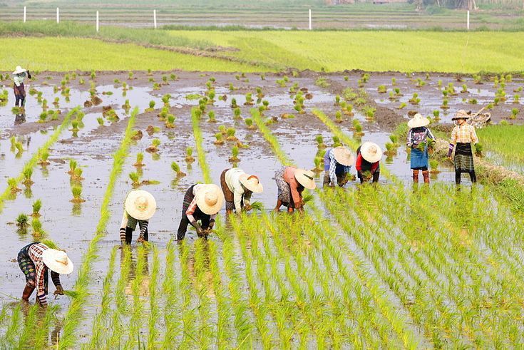 tips menjaga hasil tanam tetap seragam